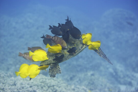 Green sea turtle being cleaned by fish along the coast of Hawaii