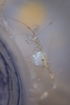 Skeleton shrimp
