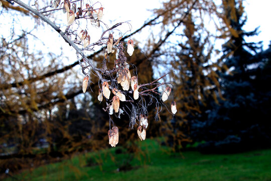Dry Paired Maple Samaras Hanging on Leafless Branch