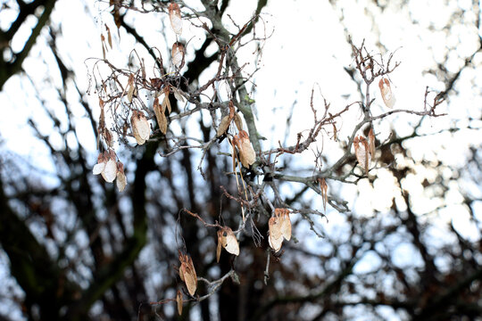Persistent Maple Samaras on Bare Late Autumn Branches