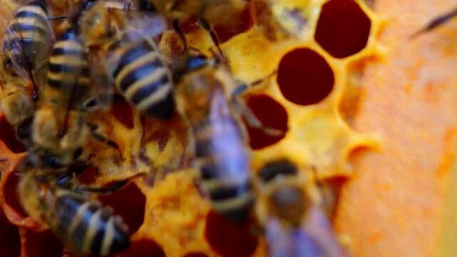 Close-up of busy honey bees working on a honeycomb inside a wooden beehive.
