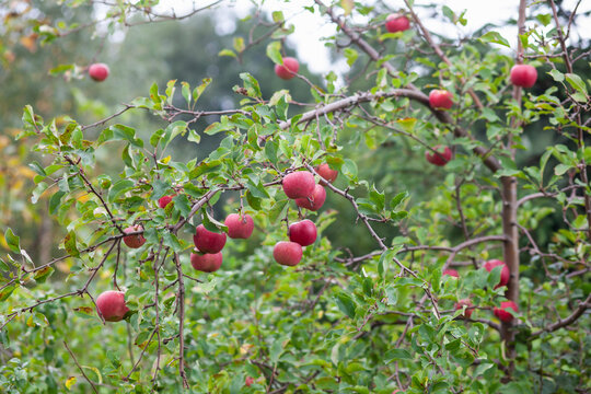 Ripe red apples hanging on branches in a sunny orchard.