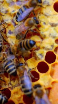 Close up of honey bees working together on a wooden honeycomb frame in an apiary