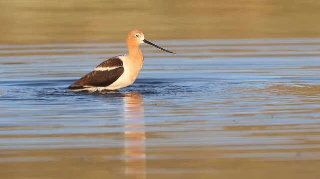 American avocet (Recurvirostra americana) bathing and preening in golden-lit water, Shugru Reservoir, Lassen County, California.