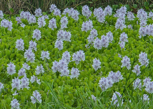 Water Hyacinths at Jocelyn Nungaray National Wildlife Refuge in Texas