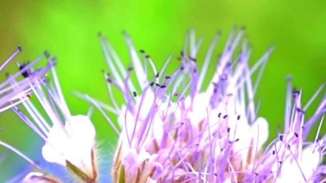 Macro close up of delicate purple wildflower stamen with soft green blurred natural background