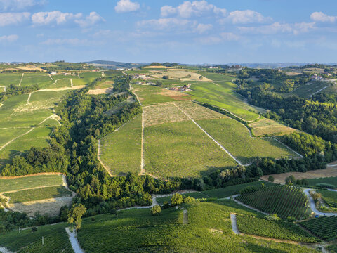 Monforte d'Alba, Italy - 17 August 2026: Aerial view of rolling vineyards in Monforte d'Alba, Piedmont, featuring lush green hills, rows of grapevines, and farmhouses under blue sky.