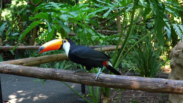 Toco toucan perched on a wooden rail in a tropical bird park in Brazil