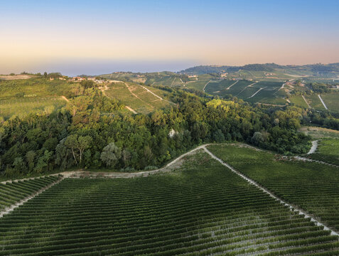 Monforte d'Alba, Italy - 17 August 2026: Aerial view of rolling vineyards in Monforte d'Alba, Piedmont, featuring lush green vine rows, dense woodland, and soft golden hour light.