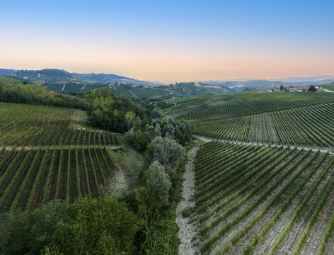 Monforte d'Alba, Italy - 17 August 2026: Aerial view of rolling vineyard landscapes in the Langhe region at sunset, with lush green vine rows, a dirt path, and distant hills.
