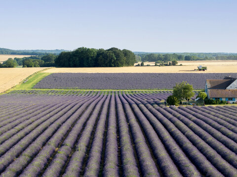 Seine-et-Marne, France - 17 August 2026: Aerial view of lavender fields with rows of purple flowers, golden wheat fields, and a farmhouse in the background under a clear blue sky.