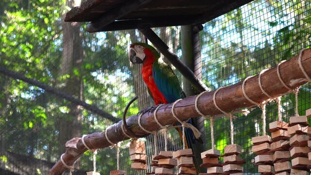 Colorful macaw parrot perched on a wooden branch in a bird park in Brazil