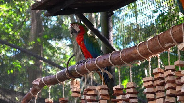 Colorful macaw parrot perched on a wooden branch in a bird park in Brazil