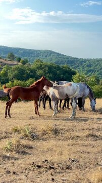 Horses graze peacefully on a dry, grassy hilltop overlooking a lush green forest under a clear sky.