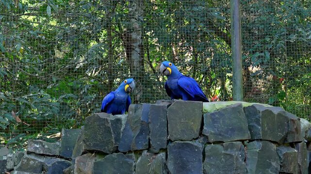Two Hyacinth Macaws perched on a stone wall in a bird park in Brazil