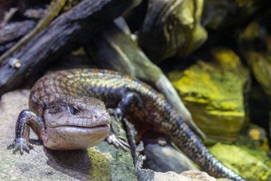 Blotched blue-tongued lizard, a distinctive Australian reptile