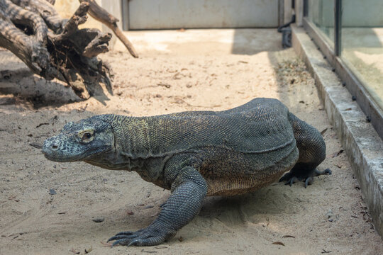 Komodo dragon, the worlds largest living lizard and an iconic species native to Indonesia