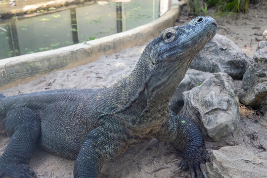 Komodo dragon, the worlds largest living lizard and an iconic species native to Indonesia