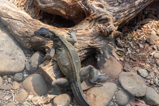 Sailfin lizard, a remarkable reptile known for its large dorsal fin