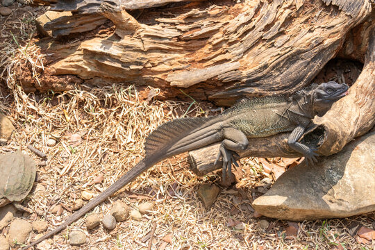 Sailfin lizard, a remarkable reptile known for its large dorsal fin
