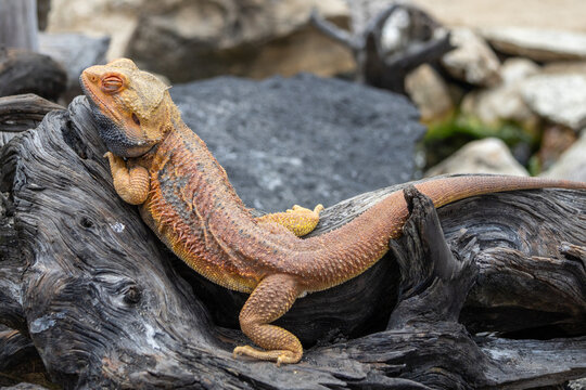 Central bearded dragon, a popular Australian reptile