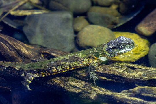 Chinese crocodile lizard in a viewing tank