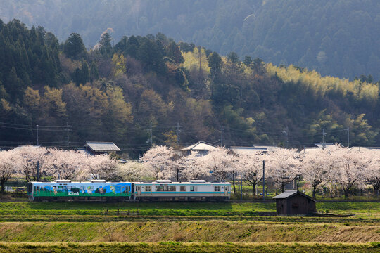 桜並木を背景に明倫町を走る小浜線キャラ号