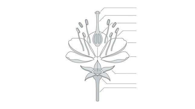 Detailed botanical diagram illustrating the anatomy of a flower structure. EPS Editable