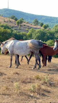 Horses graze peacefully on a dry, grassy hilltop overlooking a lush green forest under a clear sky.