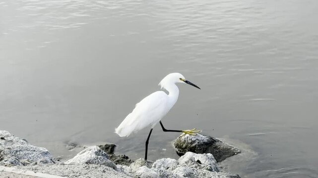 Snowy egret gives itself a good shake at lakeside