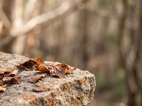 Dried leaves on stone background