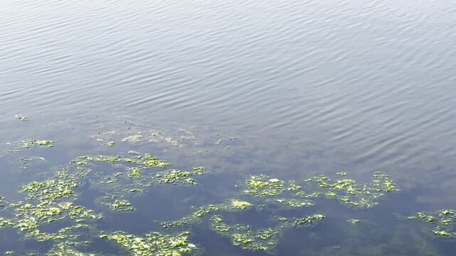 Algae growing in the shallows of a lake	