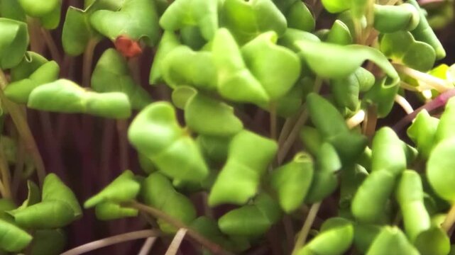 Close up of fresh microgreens sprouting in a tray, healthy organic plant growth.