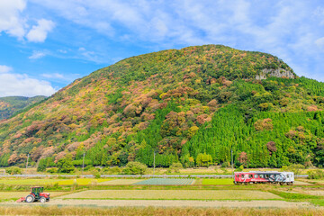 紅葉が美しい模様を描き出す丘を背景に田園地帯を走り抜ける若桜鉄道の気動車 © arpeggio1886
