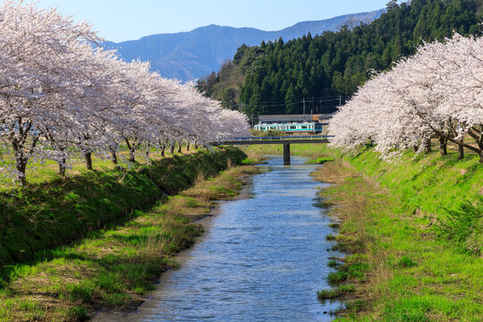 鳥羽川の桜並木に迎えられる小浜線の気動車