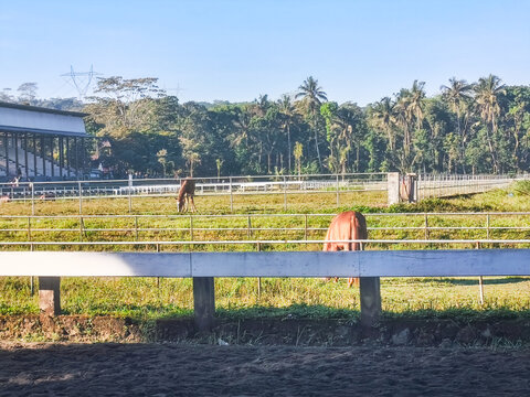 Several horses graze peacefully within fenced green pastures at a beautiful tropical equestrian facility in Indonesia, with a modern stable and forest background.