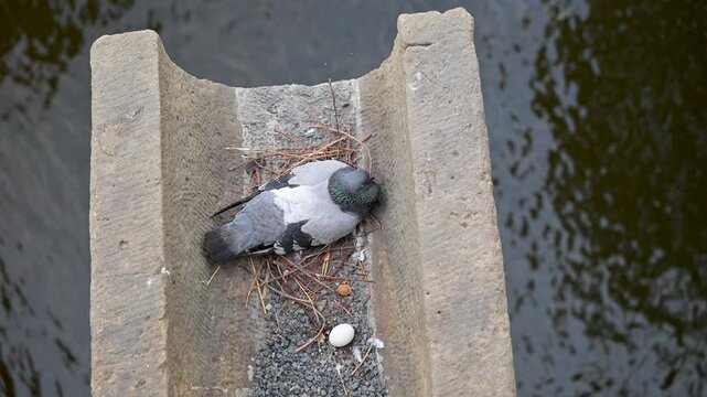 Pigeon laying an egg on a stone bridge