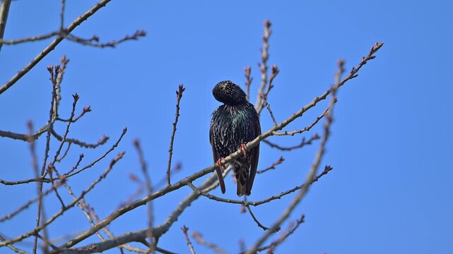 Star (Sturnus vulgaris), sitzt auf einem Ast und beobachtet seine Umgebung
