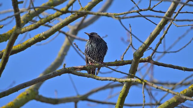 Star (Sturnus vulgaris), sitzt auf einem Ast und beobachtet seine Umgebung