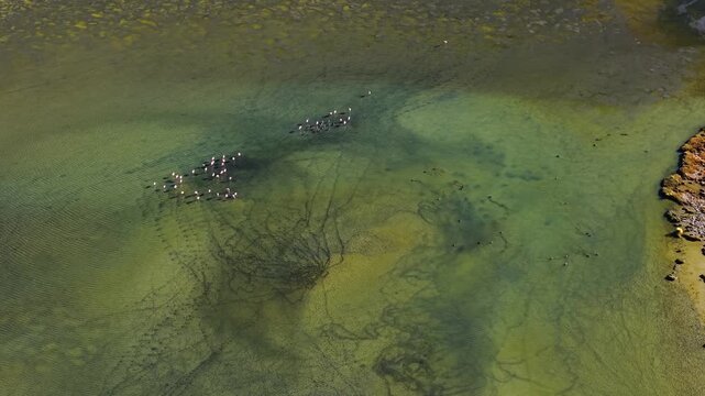 Aerial view of flamingo flock in Atacama Salt lagoon