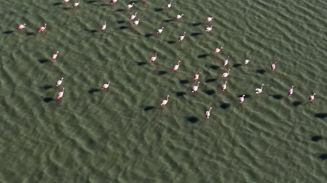 Aerial flamingo flock in Atacama salt lagoon, chile