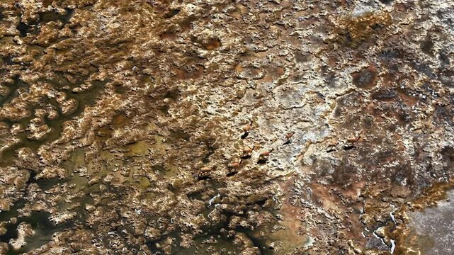 Aerial View of Vicunas Crossing Atacama Salt Lagoon