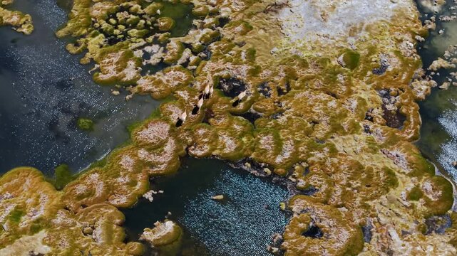 Aerial View of Vicunas at Atacama Salt Lagoon Wetland