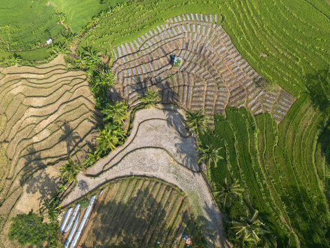 Aerial view of terraced rice fields and agricultural plots with palm trees and long shadows in Wadaslintang, Central Java, Indonesia.