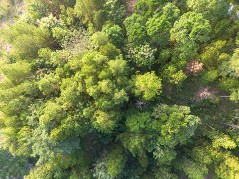 Aerial view of the lush Kalidadap pine forest, featuring dense green tree canopies, textured foliage, and soft sunlight filtering through the branches Wadaslintang, Central Java, Indonesia.