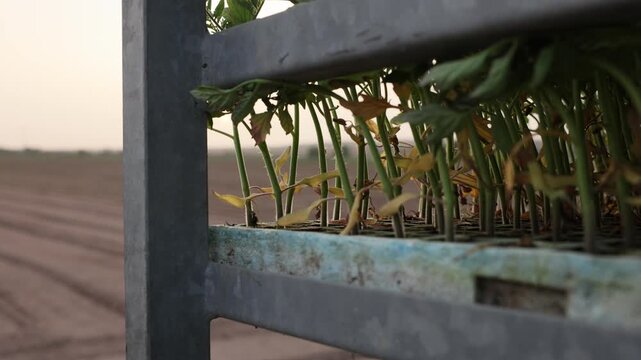 Seedling propagation in nursery trays at a plant nursery