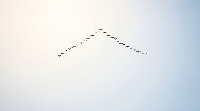 Flock of birds flying in V formation against a pale sky indicating seasonal migration and changing weather patterns