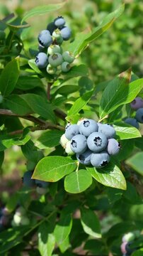 Organic blueberries growing on bush in garden, fresh ripe berries on branch, vertical video shot