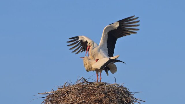 Weisstorch (Ciconia ciconia), zwei Weisst&ouml;rche auf einem Nest, w&auml;hrend der Brutzeit