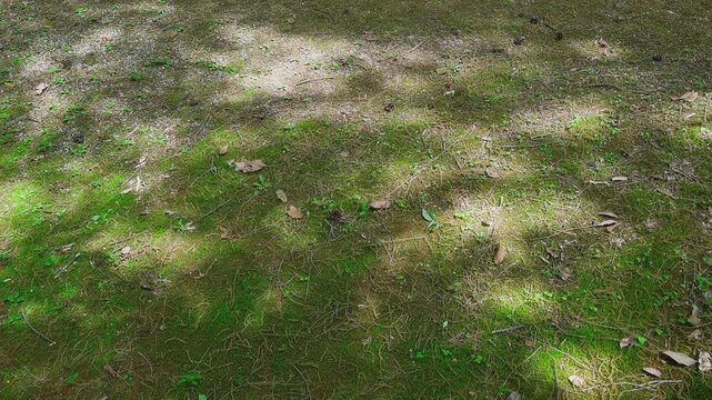 Top down view of swaying tree shadows and dappled sunlight on mossy forest ground in breeze